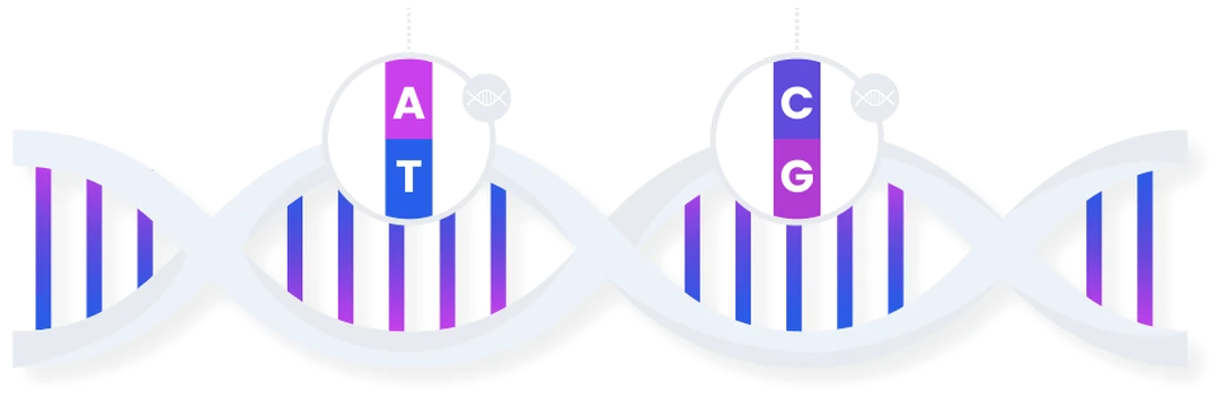Doppia elica del DNA con le coppie di basi A-T e C-G